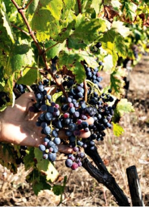 Hydrologue, ex-chercheur au CNRS, Jean-Claude Mailhol est devenu vigneron à Murviellès- Montpellier, dans le Languedoc.