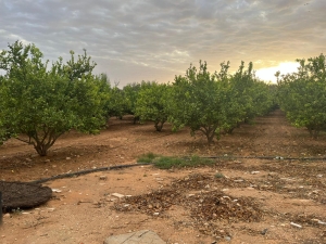 Vendredi découverte - Analyse du territoire agricole de Limaoua en Tunisie - approche métabolique, historique et prospective (Projet Transwater)