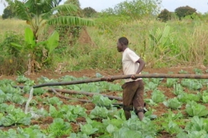 J.P. Venot ouvre la discussion via le blog Thrive sur le sujet &quot;La télédétection pour l&#039;irrigation en Afrique sub-saharienne : Promesses et pièges&quot;