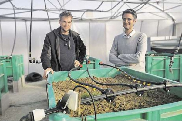 Marc Heran et Nassim Ait-Mouheb dans la serre expérimentale où est testé le maraîchage irrigué grâce aux eaux usées